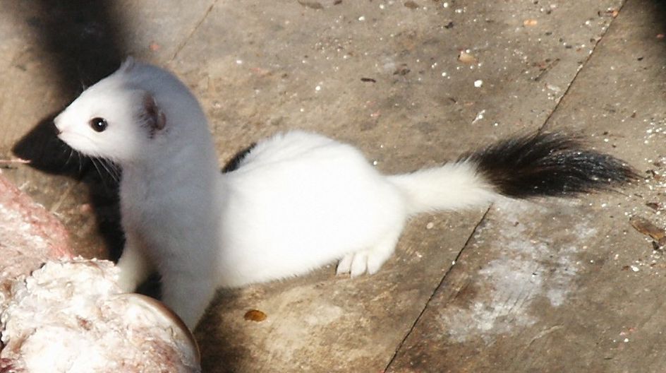 Ermine furs adorn the imperious Venus in Furs